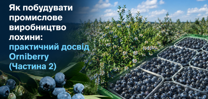 Як побудувати промислове виробництво лохини: практичний досвід Orniberry (Частина 2)